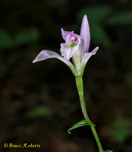 {Triphora trianthophoros}